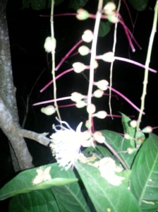 夜间开花的植物